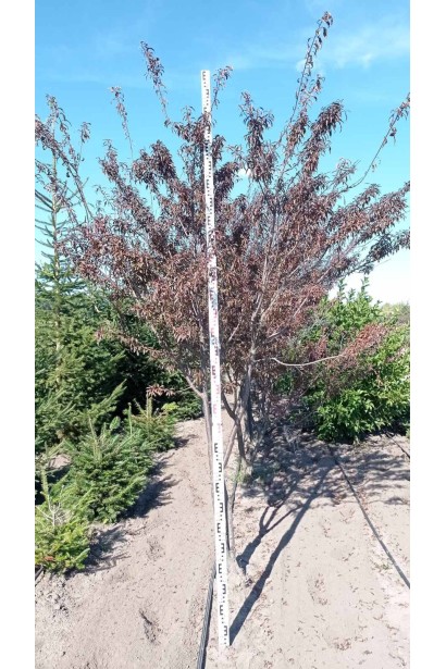 Слива розчепірена Хессея - вис.2-2,3м/шт.1,3м-2,1м/обх.ст.8-10/Ø15-20см